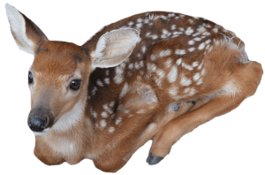 a baby deer